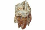 Fossil Woolly Rhino (Coelodonta) Tooth - Siberia #225176-3